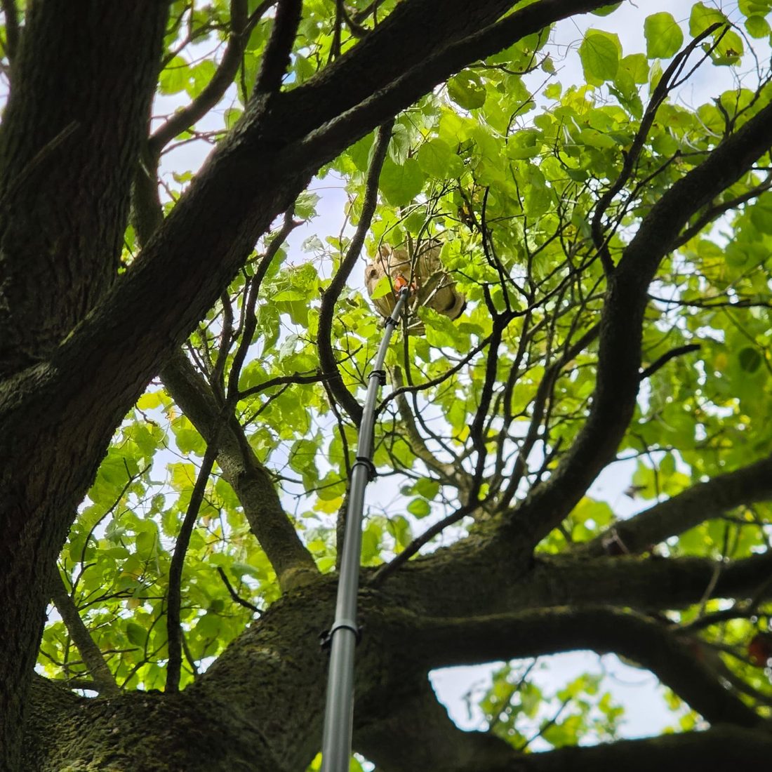 Telescopische paal die het nest hoog in de boom bereikt